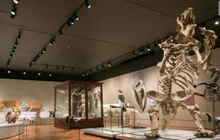 Museu